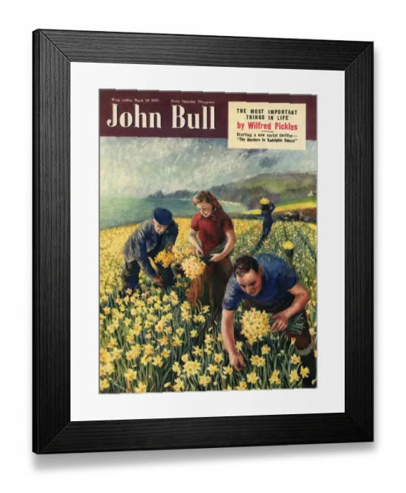 Framed Print : John Bull 1950 1950s UK picking harvesting flowers magazines horticulture