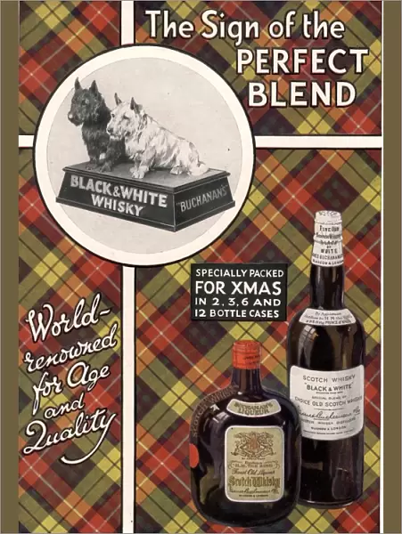 1930s UK black and white whiskey whisky dogs