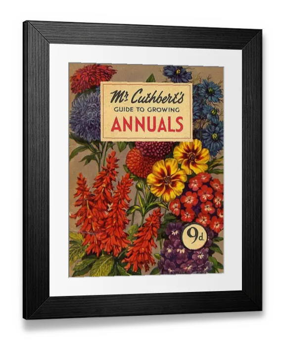 Framed Print : Mr Cuthberts 1953 1950s UK mcitnt flowers Annuals seeds flowers Cuthberts annual Framed Print : Mr Cuthberts 1953 1950s UK mcitnt flowers Annuals seeds flowers Cuthberts annual