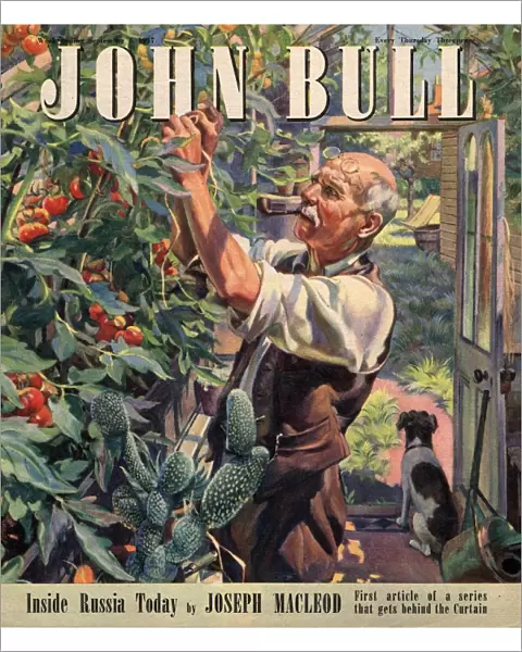 John Bull 1947 1940s UK tomatoes gardens magazines horticulture