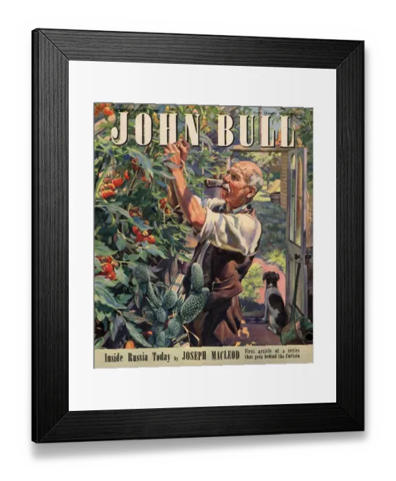 Framed Print : John Bull 1947 1940s UK tomatoes gardens magazines horticulture