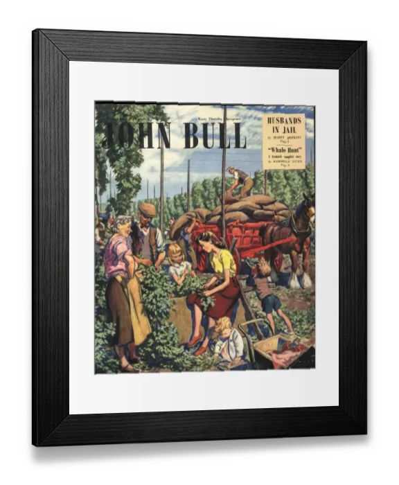 Framed Print : John Bull 1948 1940s UK farms farming hops magazines Framed Print : John Bull 1948 1940s UK farms farming hops magazines
