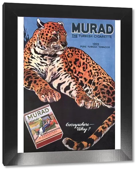 Murad 1910s USA cigarettes smoking leopards turkish