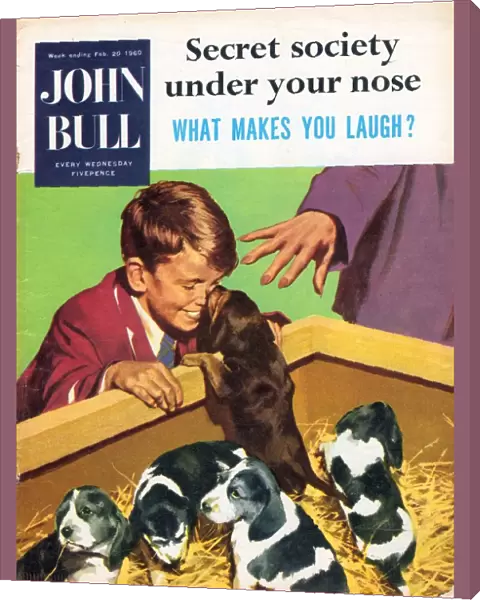 John Bull 1950s UK dogs puppies pets pets shops magazines pets puppys