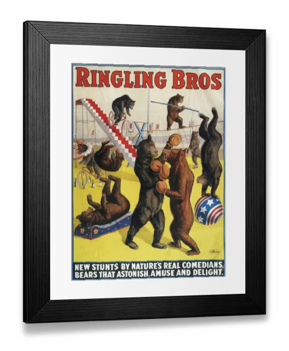 Framed Print : Ringling Bros 1900s bears performing entertainers brothers Framed Print : Ringling Bros 1900s bears performing entertainers brothers