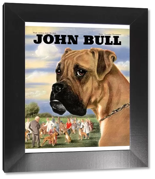 John Bull 1946 1940s UK dogs shows magazines