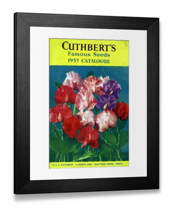 Framed Print : Cuthberts 1957 1950s UK flowers seeds Mr Cuthberts packets gardens Framed Print : Cuthberts 1957 1950s UK flowers seeds Mr Cuthberts packets gardens