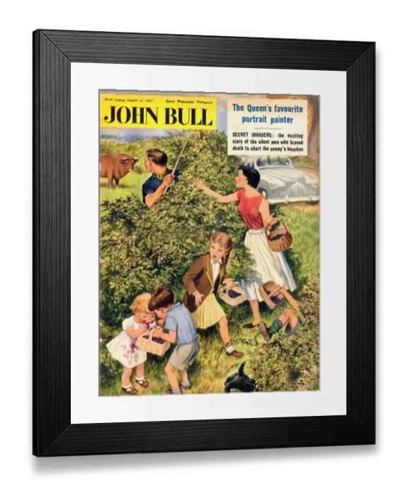 Framed Print : John Bull 1950s UK fruit picking bulls disasters magazines blackberry raspberry