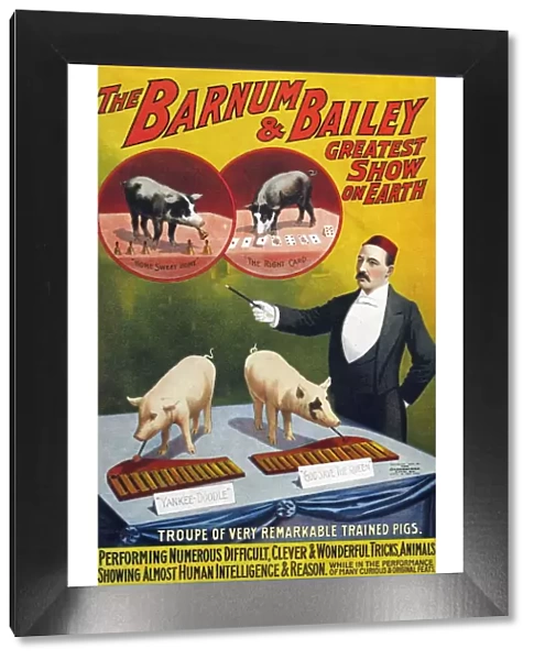 Barnum & Bailey 1900s slogans greatest show on earth performing pigs entertainers baileys