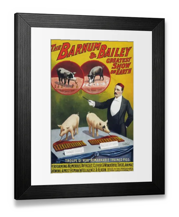 Framed Print : Barnum & Bailey 1900s slogans greatest show on earth performing pigs entertainers baileys Framed Print : Barnum & Bailey 1900s slogans greatest show on earth performing pigs entertainers baileys