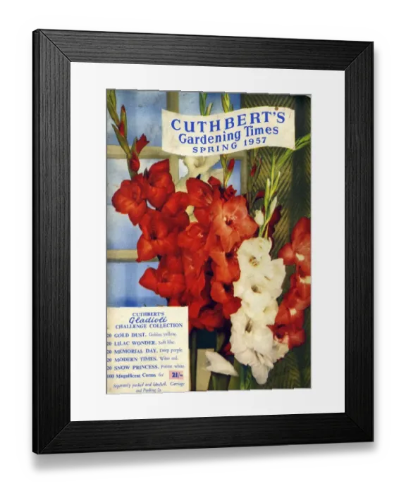 Framed Print : Cuthberts Gardening Times 1957 1950s UK Mr Cuthberts flowers seeds packets gardens Framed Print : Cuthberts Gardening Times 1957 1950s UK Mr Cuthberts flowers seeds packets gardens