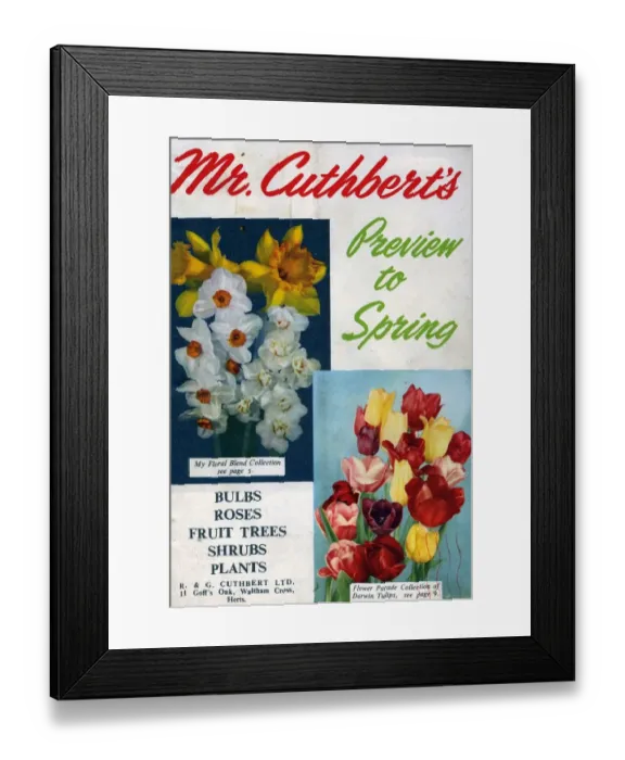 Framed Print : Cuthberts 1950s UK Mr Cuthberts flowers seeds packets gardens Framed Print : Cuthberts 1950s UK Mr Cuthberts flowers seeds packets gardens