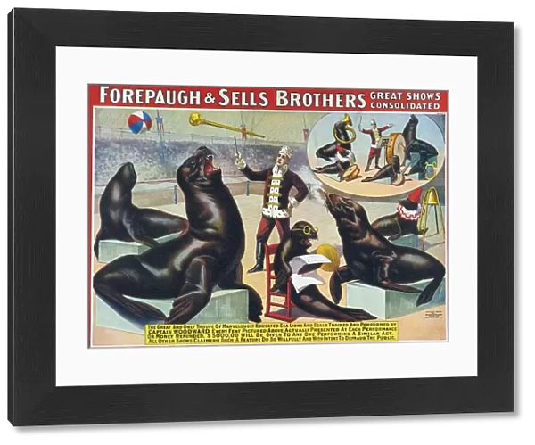 Forepaugh & Sella Brothers 1900s seals performing entertainers bros