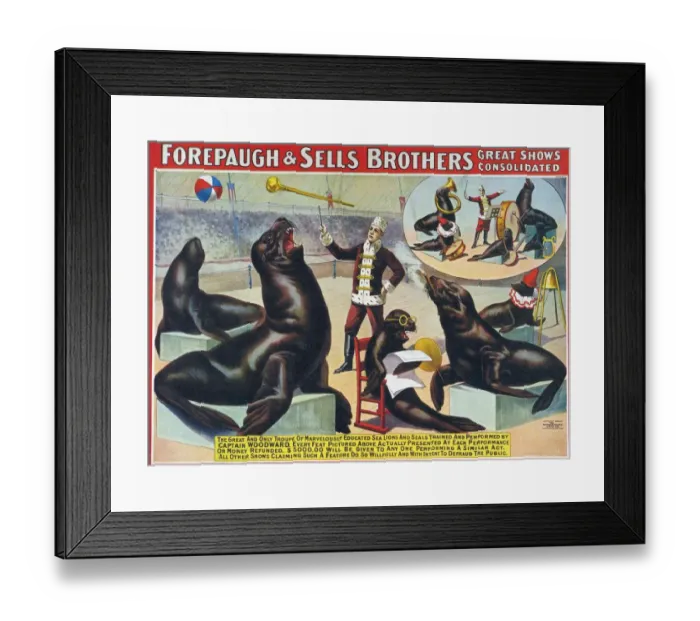 Framed Print : Forepaugh & Sella Brothers 1900s seals performing entertainers bros Framed Print : Forepaugh & Sella Brothers 1900s seals performing entertainers bros