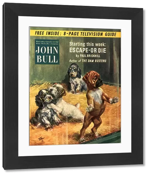John Bull 1952 1950s UK dogs pet shops pets magazines