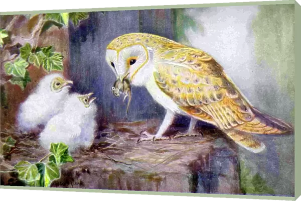1950s UK Barn Owls Magazine Plate