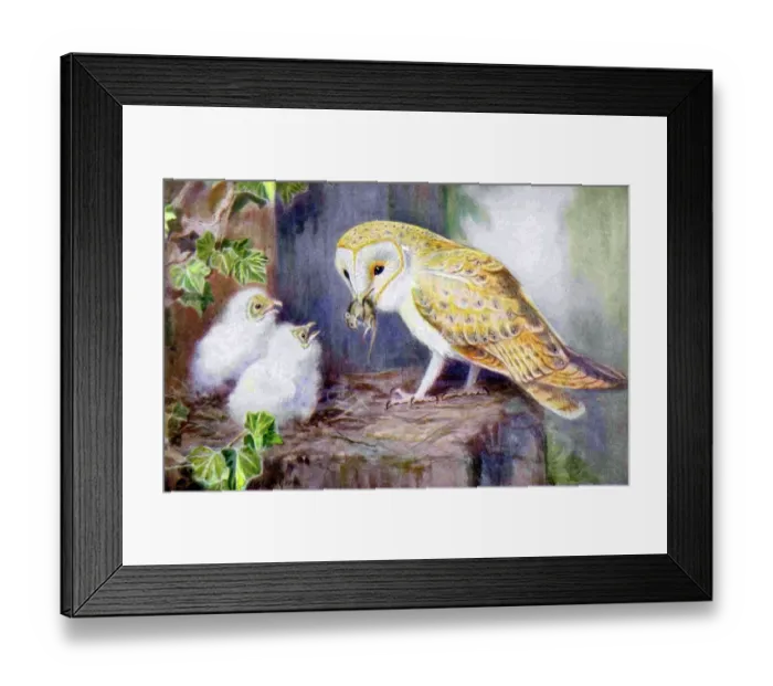 Framed Print : 1950s UK Barn Owls Magazine Plate Framed Print : 1950s UK Barn Owls Magazine Plate