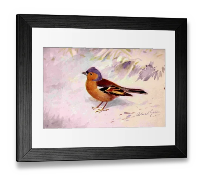 Framed Print : 1950s UK Chaffinchs Book Plate Framed Print : 1950s UK Chaffinchs Book Plate