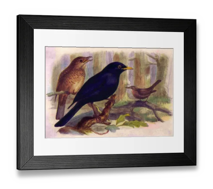 Framed Print : 1950s UK Blackbirds Book Plate Framed Print : 1950s UK Blackbirds Book Plate