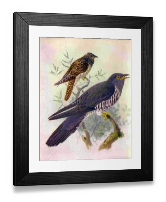 Framed Print : 1950s UK Cuckoos Magazine Plate Framed Print : 1950s UK Cuckoos Magazine Plate