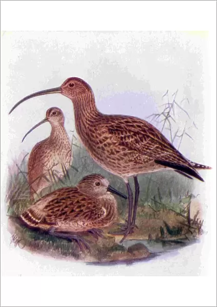 1950s UK Curlews Book Plate