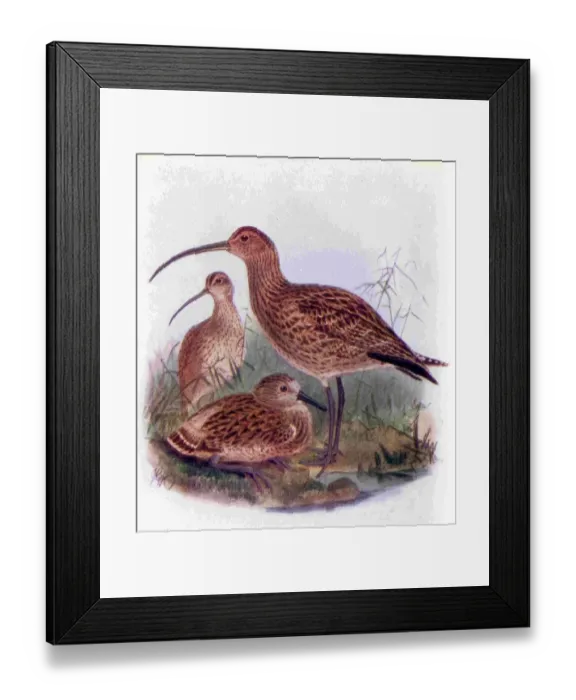 Framed Print : 1950s UK Curlews Book Plate Framed Print : 1950s UK Curlews Book Plate
