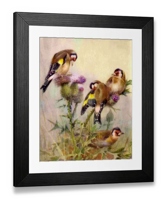Framed Print : 1950s UK Goldfinchs Book Plate Framed Print : 1950s UK Goldfinchs Book Plate