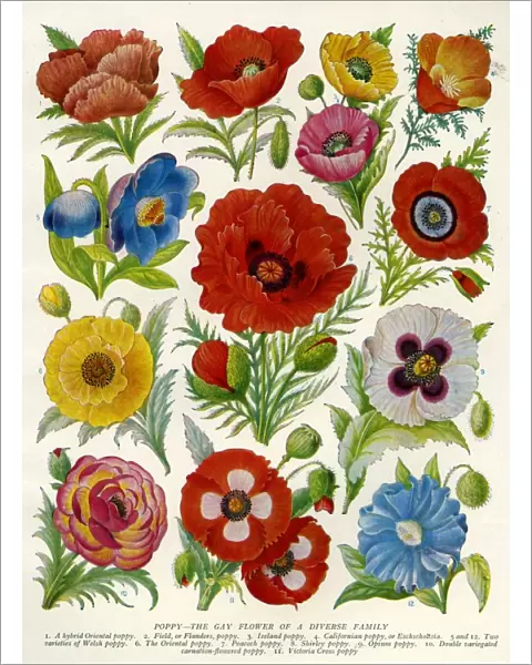 1920s UK Flowers Magazine Plate