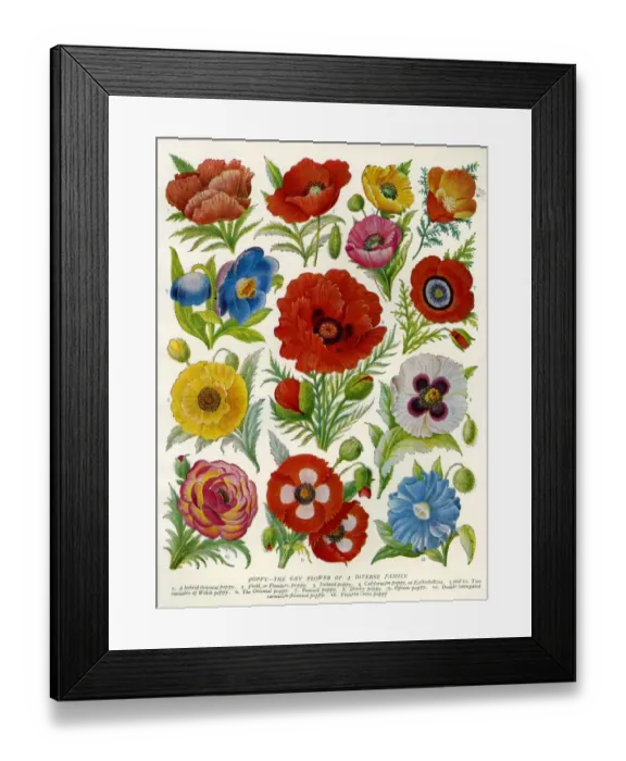 Framed Print : 1920s UK Flowers Magazine Plate Framed Print : 1920s UK Flowers Magazine Plate