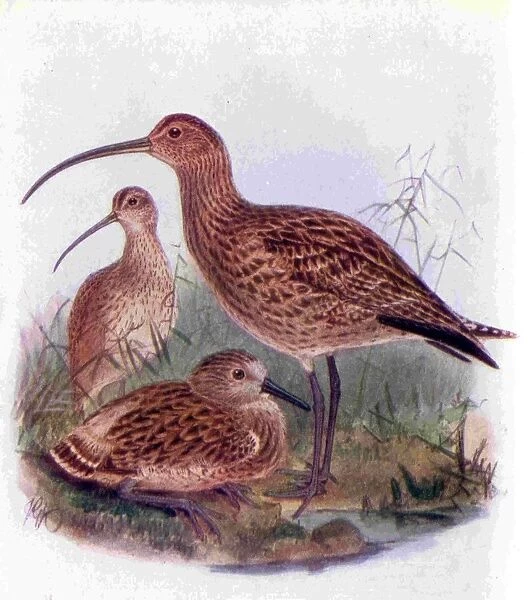 1950s UK Curlews Book Plate