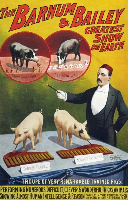 Framed Print : Barnum & Bailey 1900s slogans greatest show on earth performing pigs entertainers baileys Framed Print : Barnum & Bailey 1900s slogans greatest show on earth performing pigs entertainers baileys