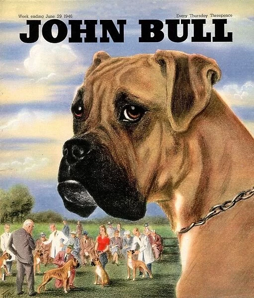 John Bull 1946 1940s UK dogs shows magazines