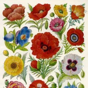 1920s UK Flowers Magazine Plate