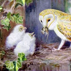 1950s UK Barn Owls Magazine Plate