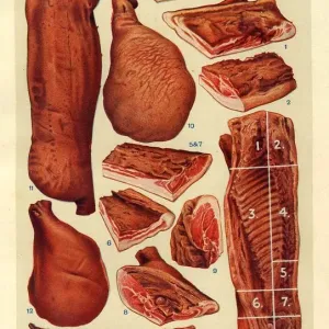 Print of Bacon and Ham from Mrs Beeton's Book of Household Management Print of Bacon and Ham from Mrs Beeton's Book of Household Management