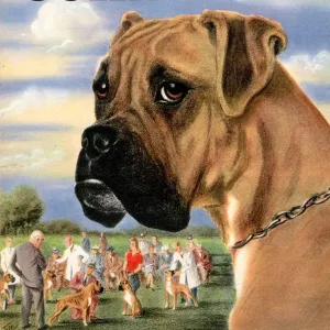 John Bull 1946 1940s UK dogs shows magazines