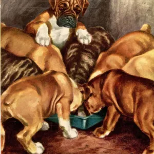 John Bull 1951 1950s UK dogs magazines