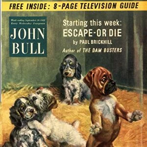John Bull 1952 1950s UK dogs pet shops pets magazines