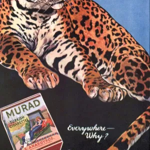 Murad 1910s USA cigarettes smoking leopards turkish