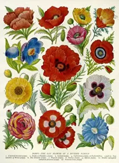 Images Dated 12th July 2013: 1920s UK Flowers Magazine Plate