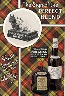 1930s Collection: 1930s UK black and white whiskey whisky dogs