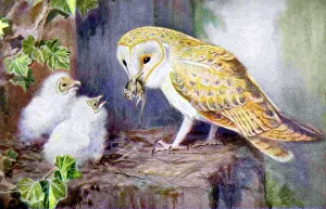 1950s UK Barn Owls Magazine Plate