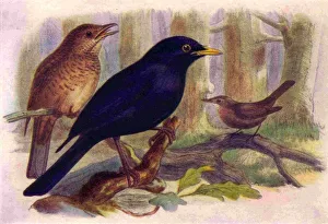 Advertising Archive Prints: 1950s UK Blackbirds Book Plate