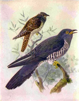1950s UK Cuckoos Magazine Plate