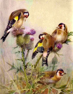 1950s UK Goldfinchs Book Plate