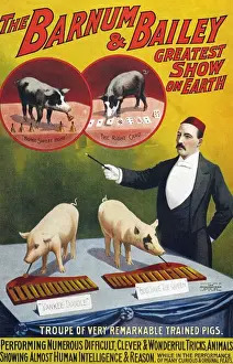 1900s Prints: Barnum & Bailey 1900s slogans greatest show on earth performing pigs entertainers baileys