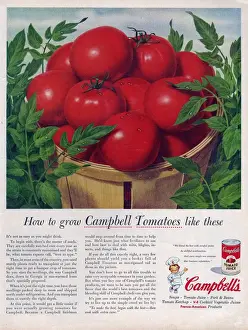 American Prints: Campbells 1950s USA campbells tomatoes soup juice vegetables