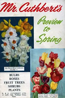 Cuthberts 1950s UK Mr Cuthberts flowers seeds packets gardens