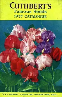 Cuthberts 1957 1950s UK flowers seeds Mr Cuthberts packets gardens