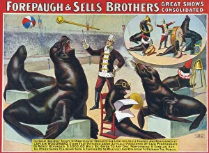 1900s Prints: Forepaugh & Sella Brothers 1900s seals performing entertainers bros